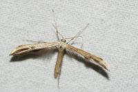 Emmelina monodactyla