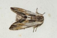 Harpyia milhauseri