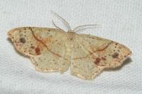 Cyclophora punctaria