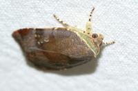 Noctua janthe/janthina