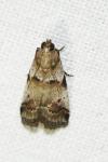 Acrobasis glaucella