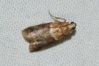 Acrobasis repandana