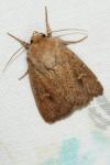 Mythimna ferrago