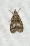 Eudonia mercurella