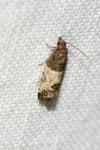 Spilonota ocellana