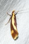 Harpella forficella