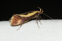 Harpella forficella