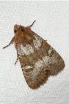 Mesapamea secalella/secalis