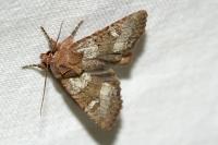 Mesapamea secalella/secalis