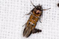 Pancalia leuwenhoekella