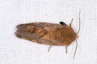 Cosmia affinis