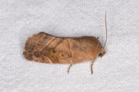 Cosmia affinis