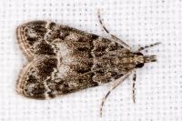 Eudonia mercurella
