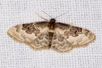 Idaea rusticata