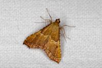 Endotricha flammealis