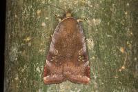 Noctua janthe/janthina