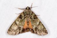 Polyphaenis sericata