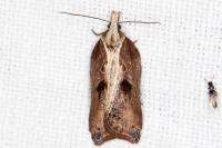 Acleris cristana