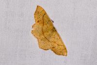 Cyclophora punctaria