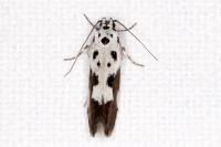 Ethmia quadrillella