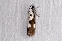 Ethmia quadrillella