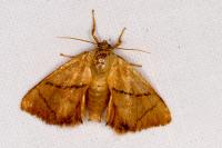 Apoda limacodes