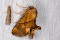 Apoda limacodes