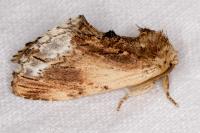 Ptilodon cucullina
