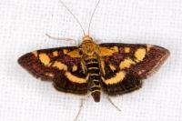 Pyrausta purpuralis