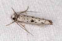 Yponomeuta plumbella