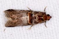 Acrobasis advenella