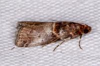 Acrobasis advenella