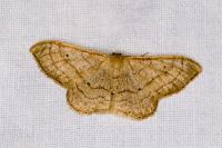 Idaea aversata