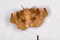 Selenia lunularia