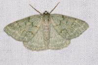 Pseudoterpna pruinata