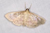 Patania ruralis
