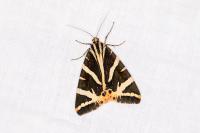 Euplagia quadripunctaria