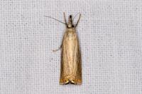Chrysoteuchia culmella