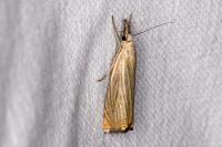 Chrysoteuchia culmella