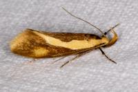 Harpella forficella