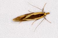 Harpella forficella