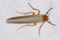 Manulea complana