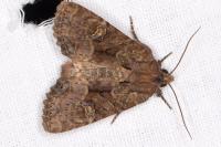 Mesapamea secalella/secalis