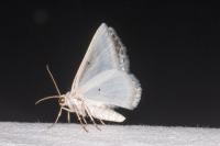 Lomographa temerata