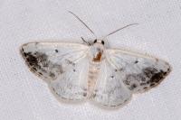 Lomographa temerata