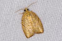 Acleris forsskaleana