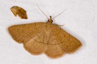 Paracolax tristalis