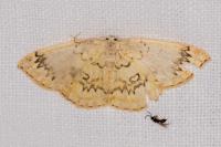 Cyclophora annularia