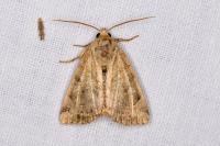 Cosmia trapezina
