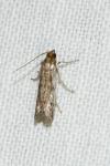 Phycitodes